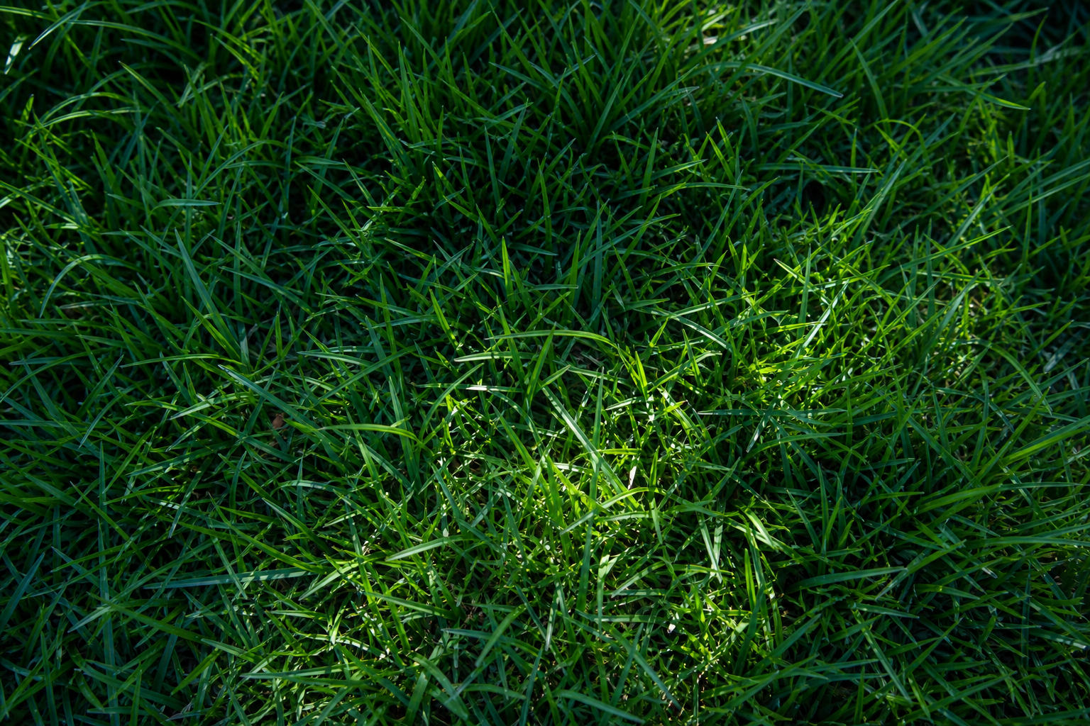 Elite Tall Fescue