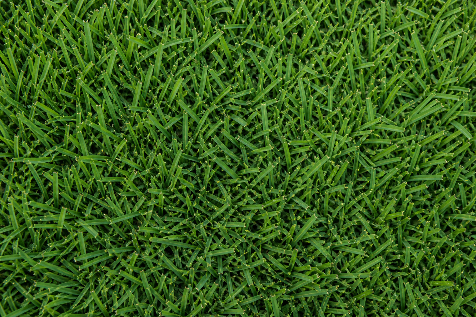 Zenith Zoysia