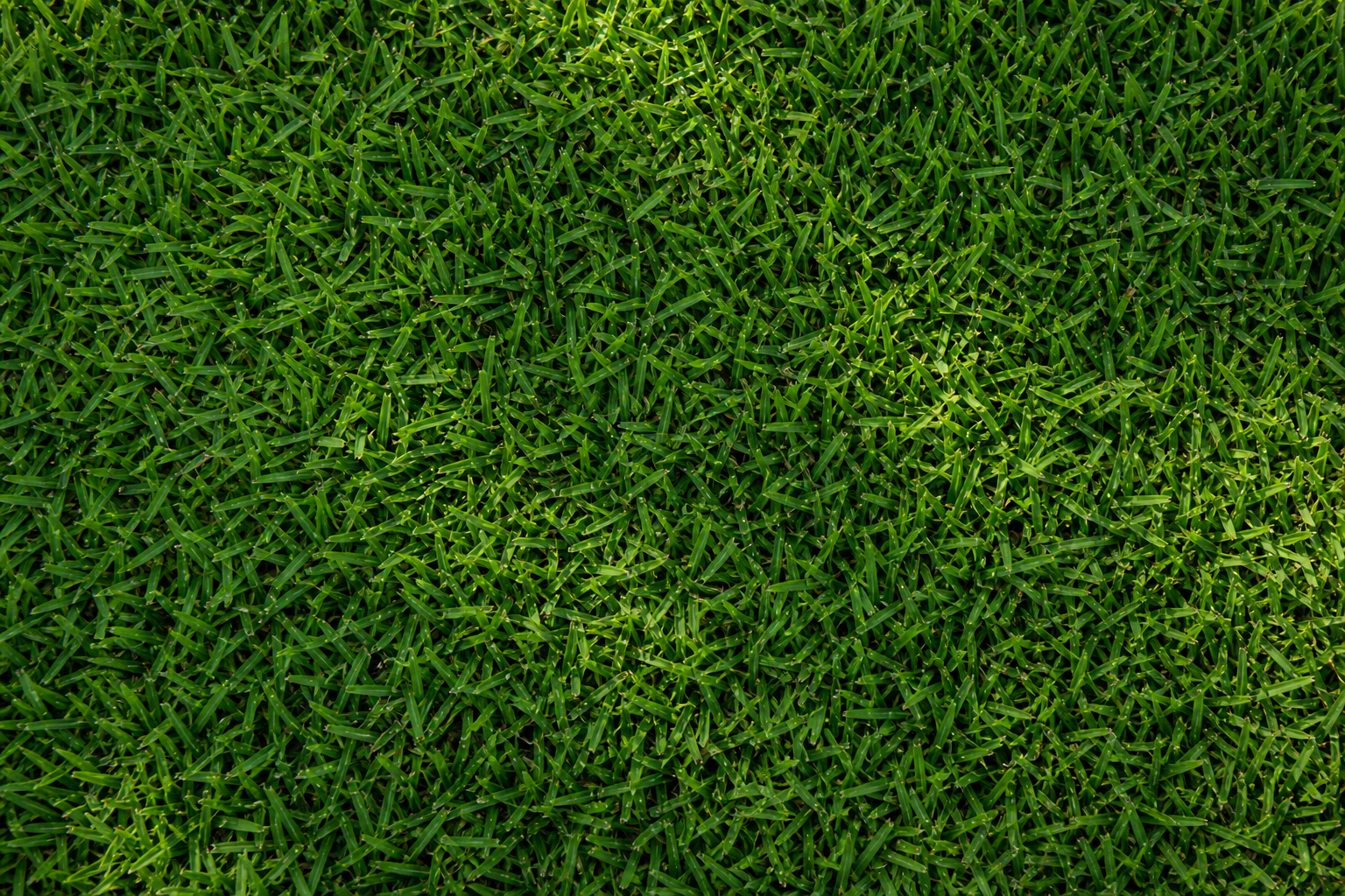 Zeon Zoysia